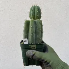 2025年最新】ペルビアントーチの人気アイテム - メルカリ