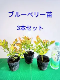 ブルーベリー苗3.5号ポット2本セット - メルカリ
