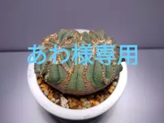 公*勝様 B14363★オークション販売★ ユーフォルビア オベサ モンスト 極 世田谷プランツマーケット on X: 