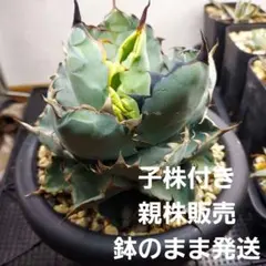 2026年最新】チタノタBBの人気アイテム - メルカリ