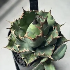 2025年最新】cr-01 アガベの人気アイテム - メルカリ