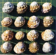 天然貝殻16個セット まとめ売り ハンドメイド素材 ヤドカリハウス【182】