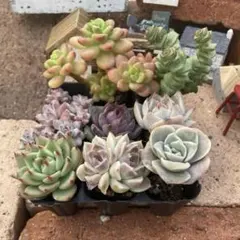 プラグ苗8苗セット　エケベリア　韓国苗