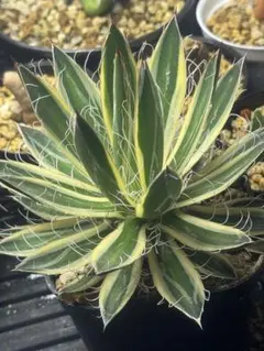 姫乱れ雪 2025年最新】姫乱れ雪 アガベの人気アイテム - メルカリ