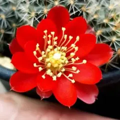 マ*ン様 花サボテン　レブチア　小梅 　カキ仔　大きいのサムネイル