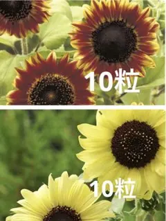 ひまわり2品種の種