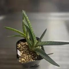 Aloe picta 観葉植物のサムネイル