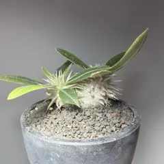 パキポディウム　レウコキサンツム　鉢のまま発送　 塊根植物　まとめ買いおまけありのサムネイル