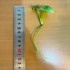 ポール様 リクエスト 2点 まとめ商品