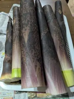 幻！？の破竹　５キロ！のサムネイル