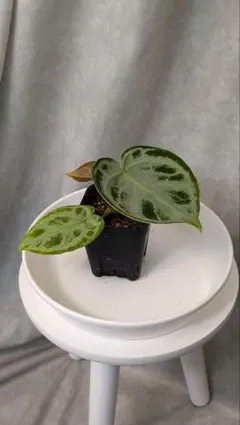 熱帯植物　アンスリウム　SKG シルバー　超ラメ脈 熱帯植物 アンスリウム SKG シルバー 超ラメ脈 - メルカリ