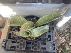 2025年最新】サンスベリア ドラゴンの人気アイテム - メルカリ