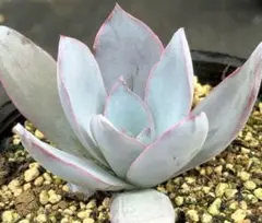 まりも様おまとめ割　リクエスト 2点 まとめ商品