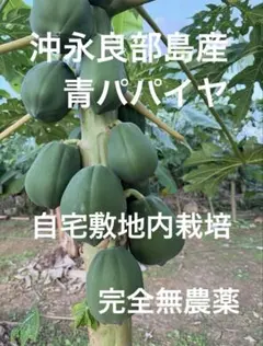 2025年最新】パパイヤの葉の人気アイテム - メルカリ