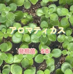 ユカタン様 リクエスト 2点 まとめ商品