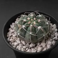 バッテリー （国内実生） ギムノカリキウム #287のサムネイル