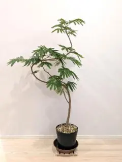 y*y様 極上斑入 エバーフレッシュ 斑入り 観葉植物 ネムの木 ネムノキ
