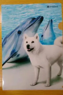 クリアファイル21-0915　ソフトバンク　白い犬とイルカ
