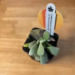 2026年最新】veitchii 2ndの人気アイテム - メルカリ