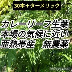 亜熱帯育ちのカレーリーフ　生葉30本＋ターメリックのサムネイル