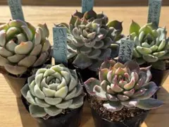 2026年最新】リンゼアナ×ざわわの人気アイテム - メルカリ