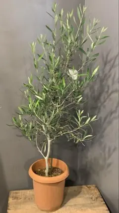 オリーブの木 イタリア製 テラコッタ鉢植え エルグレコ H120 - メルカリ