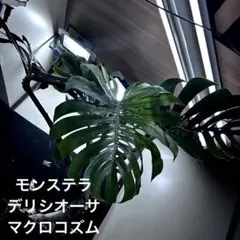 2026年最新】モンステラマクロコズムの人気アイテム - メルカリ