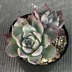 2025年最新】ホーリンゼの人気アイテム - メルカリ