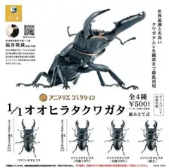 1/1 オオヒラタクワガタ［全4種セット］のサムネイル