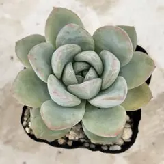 とくさんまん様 リクエスト 3点 まとめ商品