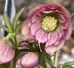 2026年最新】クリスマスローズウインターシンフォニー の人気アイテム