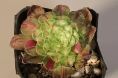 95#多肉植物アエオニウム錦 ❤️ 蓮華座 ❤️1大頭1子芽13cm 拔き苗
