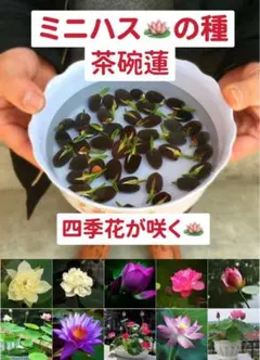 ミニハスの種　茶碗蓮　ハスの種　屋内外植付け可能　お得な値段設定　10粒入りのサムネイル