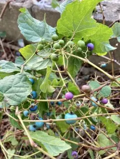 野葡萄実生苗