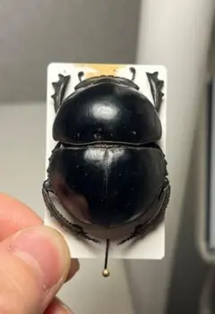 2026年最新】スカラベ 標本の人気アイテム - メルカリ
