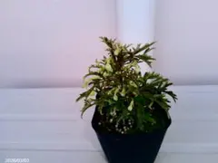 メル56119様 リクエスト 2点 まとめ商品（カートマニージョーとピクシー）