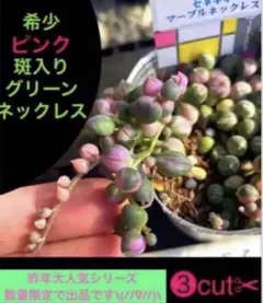 ✳️大人気✳️ 超希少ピンク×斑入りグリーンネックレス 通称：ピングリ③本cut