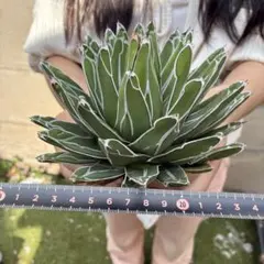 アガベ 笹吹雪 子株 多肉 観葉植物 サボテン チタノタ ドライガーデン