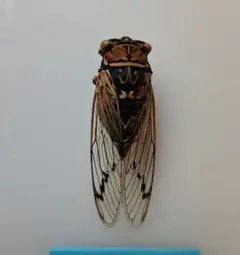 週末限定セール 昆虫標本 エチゴエゾゼミ - メルカリ