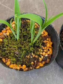 ほ*3様 山野草、ラン科植物、着生植物 [ ウチョウラン ] 自然種 ２鉢のサムネイル