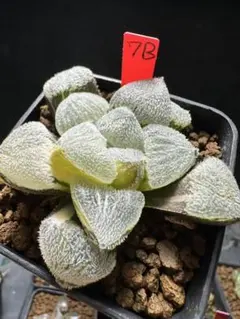 S*e様 多肉植物 ハオルチア 氷星球オブツーサ錦 変異系 超美品 希少