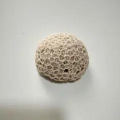 珊瑚 キクメイシ