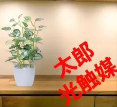 光触媒　人工観葉植物　フェイクグリーン　モンステラバリエガータ@gのサムネイル
