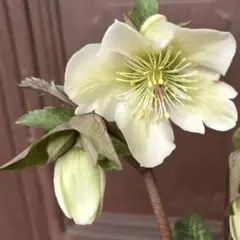 2苗＋おまけ✴️フェチダス✴️クリスマスローズ✴️赤ちゃん苗