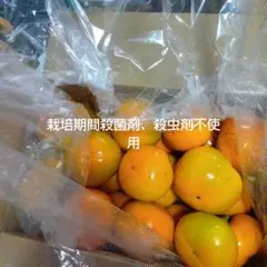 八珍柿 ７キロ以上渋抜き処理済み★食べ頃25日