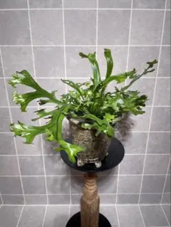 Microsorum sp 'Fireworks' ミクロソリウム 緑 常湿◯ - メルカリ