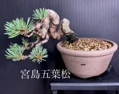 パキポディウム マカイエンセ 良型 多頭 塊根植物 コーデックス 鉢の