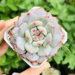 玉芙蓉　エケベリア　多肉植物