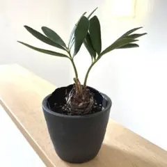 ⭐メキシコソテツ⭐(特大！重量級！) ⭐メキシコソテツ⭐(特大！重量級！) ザミア (メキシコソテツ