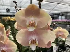 胡蝶蘭　 Reyoung Suna 苗のサムネイル